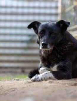Lieber Coraj sucht seine Menschen - Kallmünz