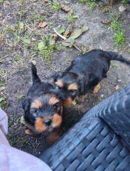 Yorkshire Terrier Welpen - Grevenbroich