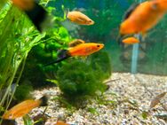 Aquarium Fisch; Rote Schwertträger Wagtail (Xiphophorus helleri) - Erftstadt