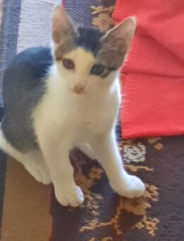 4 Katzenkinder suchen ein tolles zu Hause - Brück