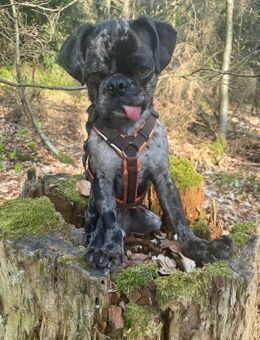 Mops-Rüde Fritz - Eichenzell
