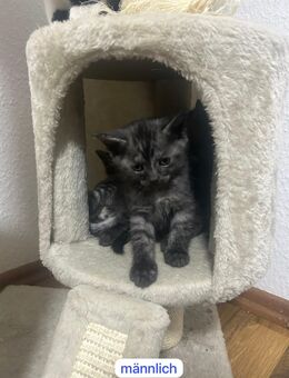 Burma BKH Mix Kitten - Cloppenburg