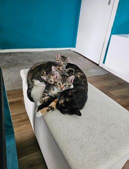 Kitten - Essen