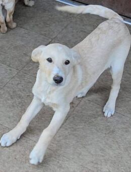 Verschmuster Welpe Filou 4 Monate jung - Düsseldorf