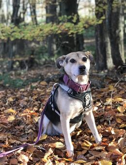 Ronja, eine Lady auf der Suche - Lich