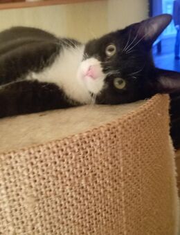 Baby-Kater,4 Monate alt. - Hamburg Hamburg-Nord