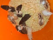 Goldhamster Jungtiere - Bissendorf