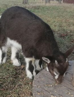 Zwergziegen, Zwergziege mit Lämmer, Bock - Wernigerode