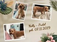 Nelly - liebt Kuscheln und Spielen - Lippetal