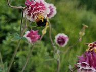 Akelei (Aquilegia vulgaris) Bunte Mischung - Horgenzell