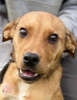 Hundemädchen YUMI - Gefrees