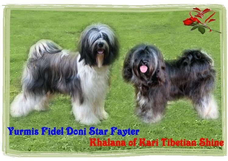 WURFANKÜNDIGUNG Kirsei-Kra Tibet Terrier Welpen ( VDH / ILT ) - Scheuerfeld