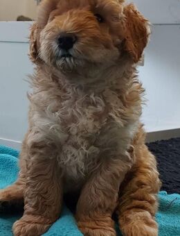 Maltipoo Welpen 1 Rüde noch frei - Neuenkirchen (Landkreis Diepholz)