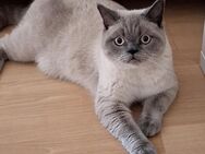 BkhKater zu verkaufen - Stadtlohn