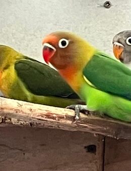 Junge Pfirsichköpfchen mit Geschlechtsgutachten - Hamburg