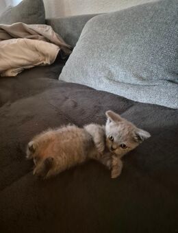 Reinrassige BKH Kitte - Duisburg