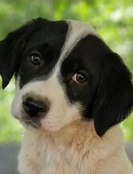 Halla, geb. ca. 01/2024, GRIECHENLAND - Euskirchen