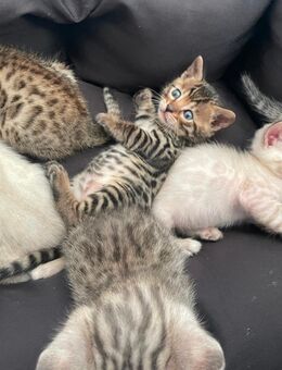 Bengal Kitten Snow Mink, Silver Rosette, Brown Black Spotted Tabby - Werther (Westfalen)