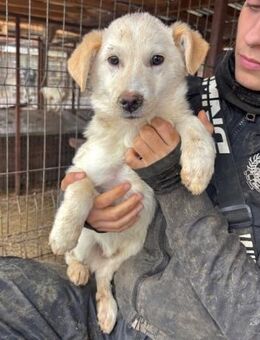 PAMUK ~ schneeweißes Hundemännlein - Duisburg
