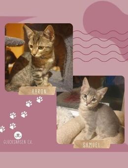 Kater Aaron und Samuel möchten reisen - Lalendorf