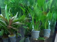Frische Aquariumpflanzen eingetroffen - Hohenroth