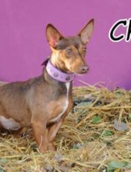 Chika Maus möchte zu dir 🎉 - Essingen (Rheinland-Pfalz)