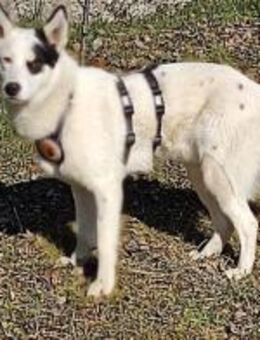 Idefix ist bereit für sein neues Leben! - München