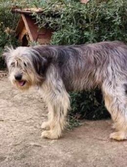 Akira, etwas ängstlich, braucht Zeit - Bonndorf (Schwarzwald)