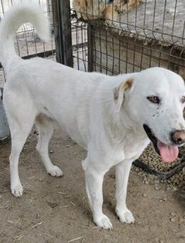 Olli sucht ein liebevollen Zuhause - Blankenheim (Nordrhein-Westfalen)