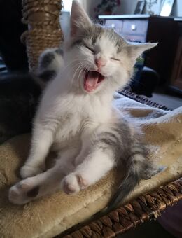 Kitten, Fichtelgebirge, Katzenbaby, Mädchen - Marktleuthen