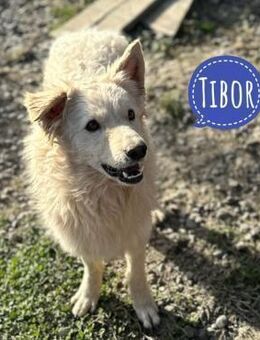 Tibor ein verspielter Hundebub - Flörsheim-Dalsheim