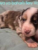Wunderschöne Australian Shepherd Welpen abzugeben in 28870