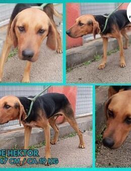 Hektor Bracken Mischling Rüde sucht Heim - Margetshöchheim