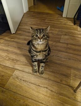 BKH Kater / Katze - Gießen