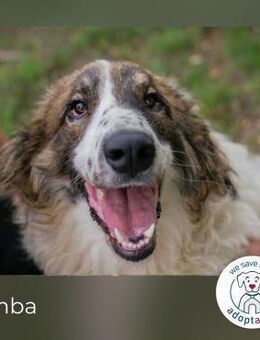 Simba: Riese mit viel Charme - Kirchzell