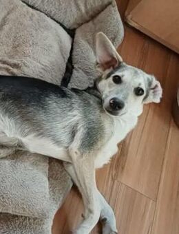 Alina von kettenlos - Bollingstedt