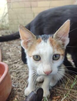 Fiona aus dem Tierschutz - Grevenbroich