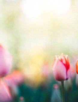 Grundstück ca. 580 m² - Haus ca. 142 m² - 01157 DD - "Rasch sein - Vorteil sichern" - Dresden