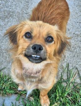 LUCKY - kleiner Charmeur sucht Familie - Erfurt