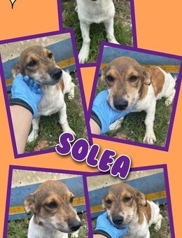 Süße Solea - bald auf PS! - Nürnberg