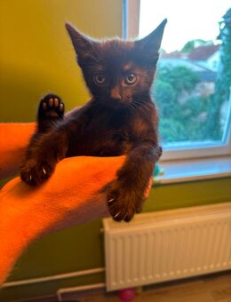 Kitten abzugeben - Wallhausen (Sachsen-Anhalt)