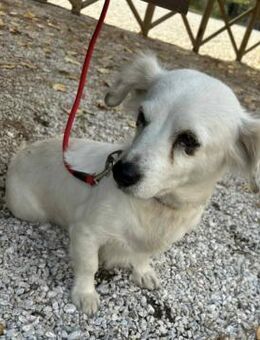 Liebevolle Rosa - Hückelhoven