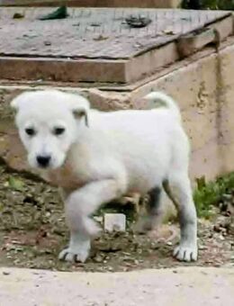 Yuki, Mischlingswelpe, Weiß, Rüde aus Bosnien ca.3 Monate alt sucht seine Familie fürs Leben - Wörrstadt Wörrstadt