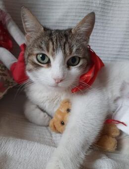 ❤️ Molly - wartet schon sehnsüchtig ❤️ - Eislingen (Fils)