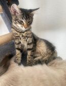 Süßer Katzenbaby zu verkaufen in 72336