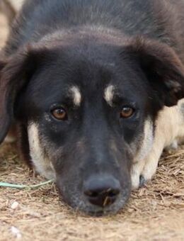 Zena, geb. ca. 05/2021, GRIECHENLAND - Markdorf