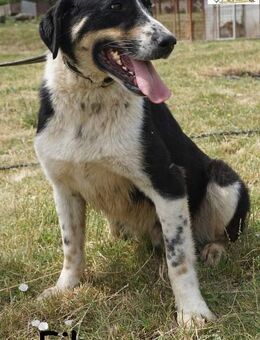 Fiho der junge Entdecker - Kissing