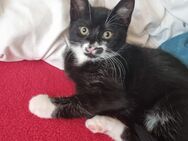 3 Katzenbabys abzugeben - Frankfurt (Main) Westend-Nord