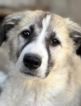 Sido, geb. ca. 02/2024, GRIECHENLAND - Markdorf