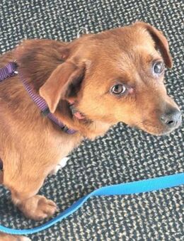 Wundervolle Leni sucht Familie - Leonberg (Baden-Württemberg)